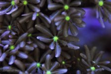 daisys.jpg daisys.jpg