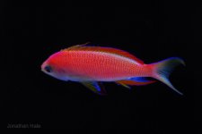 anthias side view.jpg anthias side view.jpg