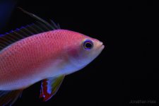 anthias 100.jpg anthias 100.jpg