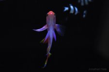 anthiaas fins.jpg anthiaas fins.jpg