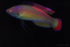 super W2.jpg super W2.jpg