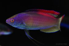 super W.jpg super W.jpg