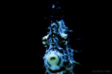 fileface.jpg fileface.jpg