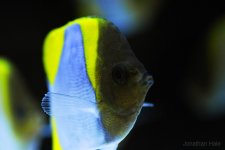 butterfly.jpg butterfly.jpg