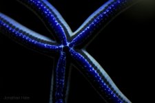 blue star.jpg blue star.jpg