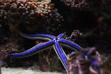 star tank.jpg star tank.jpg