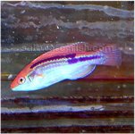 1294_fairywrasse2.jpg