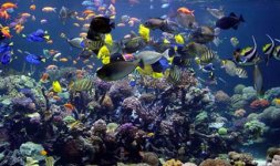 18004ARC_West_Side_with_Fish_DSC07630.jpg