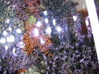 top down with glare II.jpg