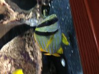 Porkfish 1.jpg