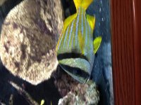 Porkfish 2.jpg