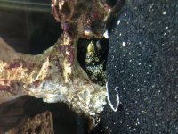 Snowflake Eel.jpg