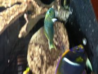 Bannana Wrasse 1.jpg