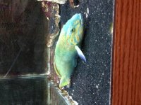 Bannana Wrasse 2.jpg
