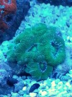 Acan Green.jpg