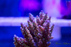 ImageUploadedByReefs2014-03-20 09:31:30 EDT.jpg