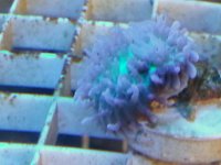 Hairy Mushroom.jpg
