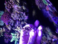 ImageUploadedByReefs2014-03-20 09:32:26 EDT.jpg