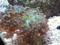frogspawn.jpg