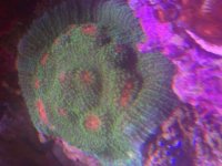 ImageUploadedByReefs2014-05-21 13:28:26 EDT.jpg