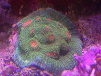 ImageUploadedByReefs2014-05-21 13:28:31 EDT.jpg