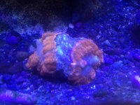 ImageUploadedByReefs2014-05-21 13:31:56 EDT.jpg