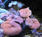 IMG_2128.jpg