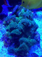 ImageUploadedByReefs2014-05-21 15:40:19 EDT.jpg