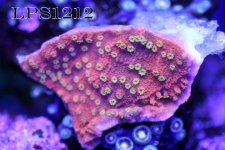 IMG_6290.JPG