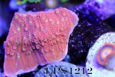 IMG_6298.JPG