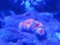 Acan2.jpg