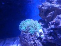 Frogspawn.jpg