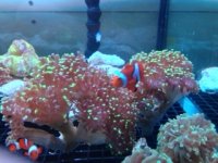 Branching Frogspawn.jpg