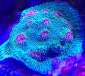 ImageUploadedByReefs2014-05-21 18:06:51 EDT.jpg