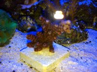 IMG_1229_zps55240679.jpg