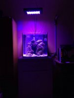 ImageUploadedByReefs1382101325.085052.jpg