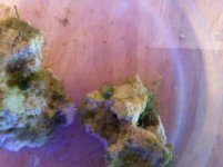 Bubble Algae2.jpg