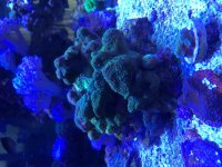 ImageUploadedByReefs2014-05-22 15:09:36 EDT.jpg