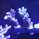 Acropora.jpg