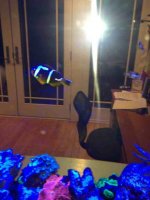 ImageUploadedByReefs1382113516.823441.jpg