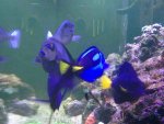 ImageUploadedByReefs1382113575.323151.jpg