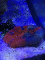 ImageUploadedByReefs1391981781.109540.jpg