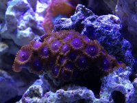 ImageUploadedByReefs1391981924.482384.jpg