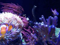 ImageUploadedByReefs1378233296.173498.jpg