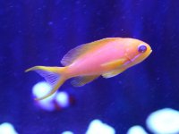 Lyretail Anthias Female.jpg