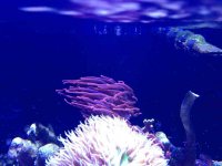 ImageUploadedByReefs1378233303.223082.jpg