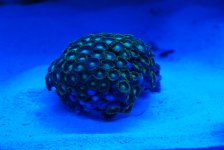 coral2.jpg