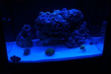 coral3.jpg