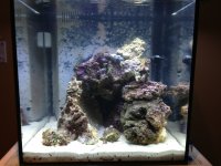 ImageUploadedByReefs1378243353.631675.jpg