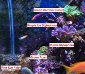Corals1.JPG